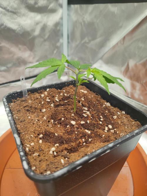 ♂️ Hash Plant REG Sensi Seeds Macho. Week 5
