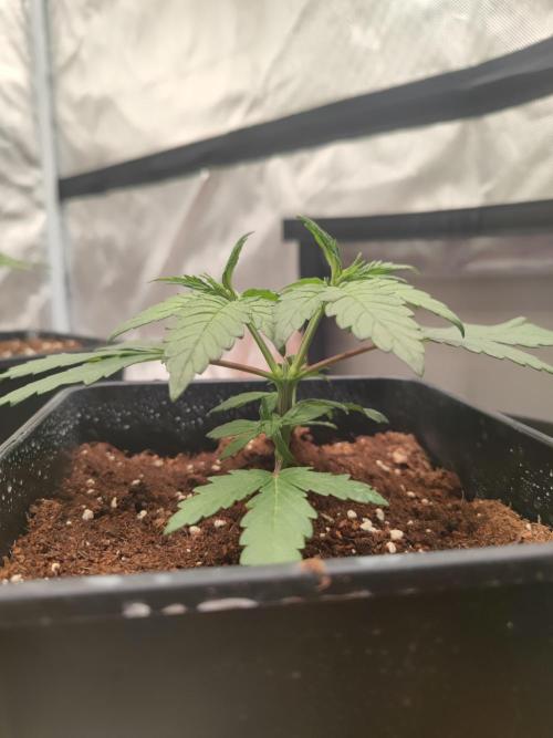 ♂️ Hash Plant REG Sensi Seeds Macho. Week 5