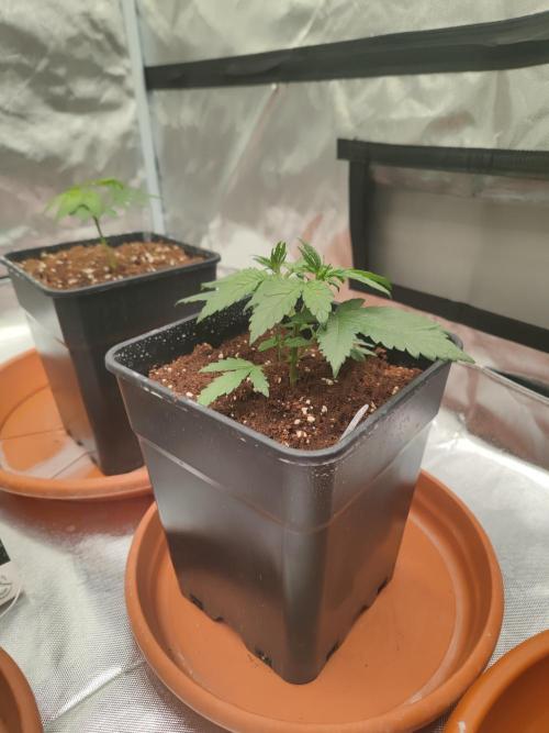 ♂️ Hash Plant REG Sensi Seeds Macho. Week 5