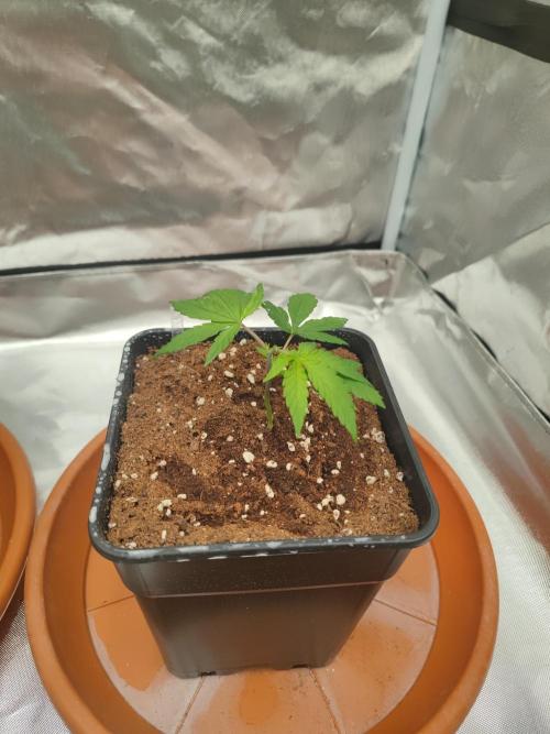 ♂️ Hash Plant REG Sensi Seeds Macho. Week 5