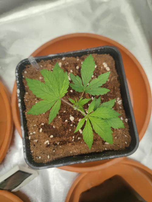 ♂️ Hash Plant REG Sensi Seeds Macho. Week 5