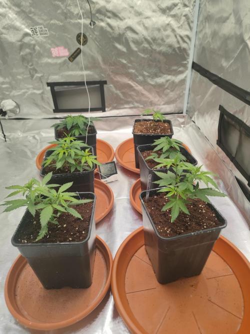 14/14 CRITICAL FEM "GB STRAINS". Week 5