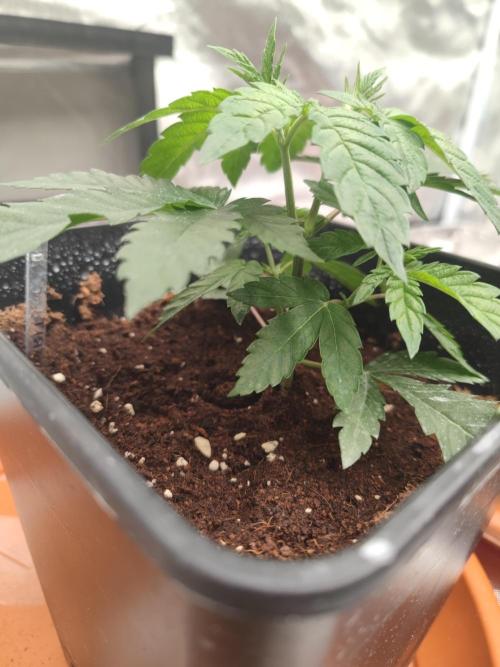 14/14 CRITICAL FEM "GB STRAINS". Week 5