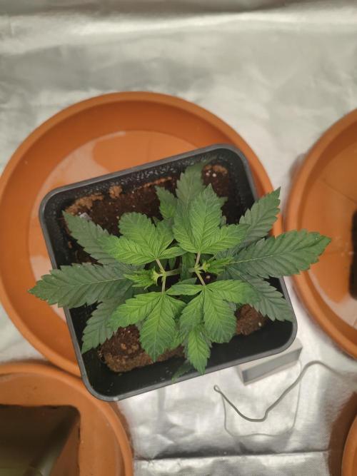 14/14 CRITICAL FEM "GB STRAINS". Week 5