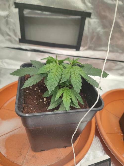 14/14 CRITICAL FEM "GB STRAINS". Week 5