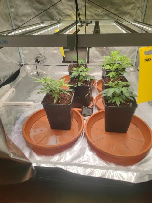 14/14 Oreoz FEM "GB SEEDS". Week 5