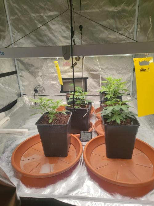 14/14 Oreoz FEM "GB SEEDS". Week 5
