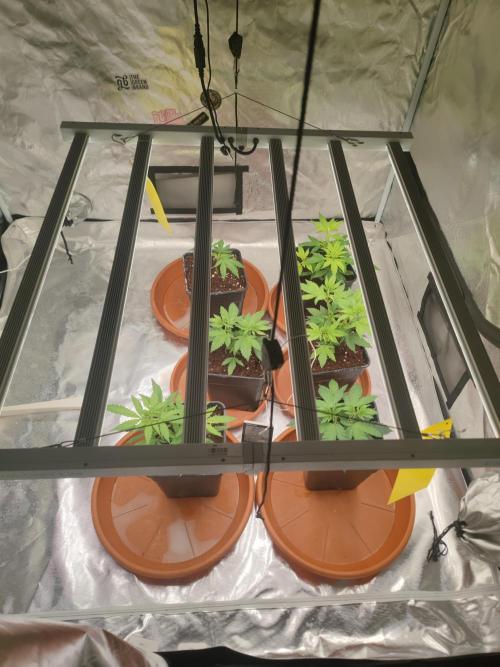 ♂️ Hash Plant REG Sensi Seeds Macho. Week 5