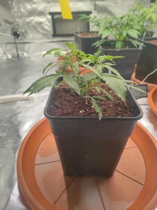 14/14 Kritical GB FEM "GB STRAINS". Week 6
