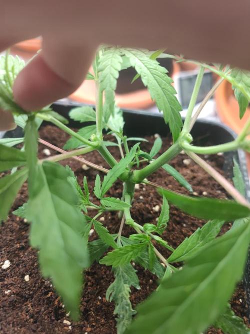14/14 Kritical GB FEM "GB STRAINS". Week 6