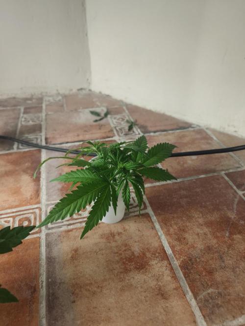 14/14 Kritical GB FEM "GB STRAINS". Week 6
