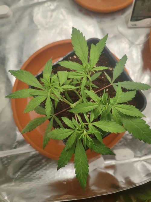14/14 Kritical GB FEM "GB STRAINS". Week 6