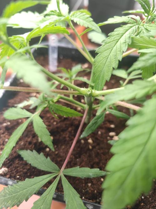 14/14 Kritical GB FEM "GB STRAINS". Week 6
