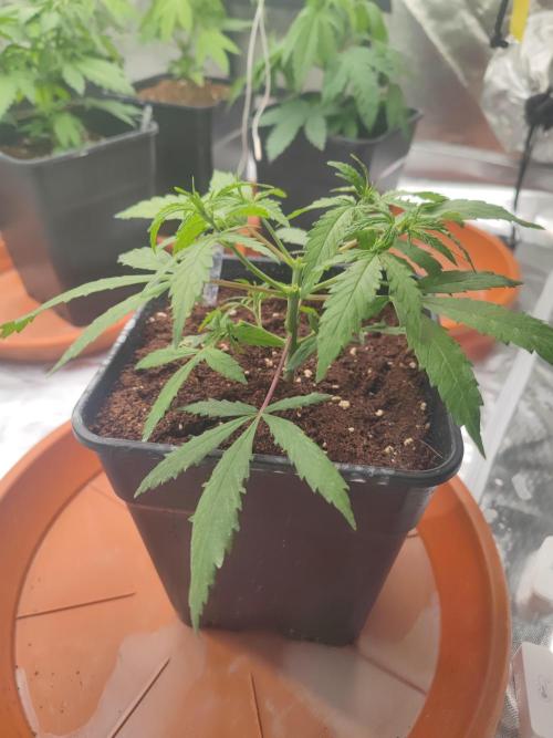14/14 Kritical GB FEM "GB STRAINS". Week 6