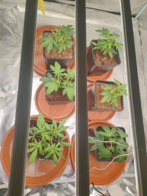 14/14 CRITICAL FEM "GB STRAINS". Week 6