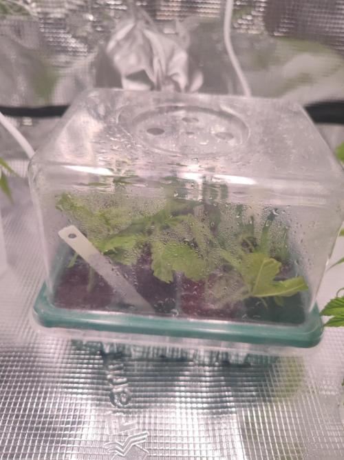 14/14 CRITICAL FEM "GB STRAINS". Week 6