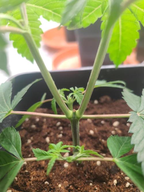 14/14 CRITICAL FEM "GB STRAINS". Week 6