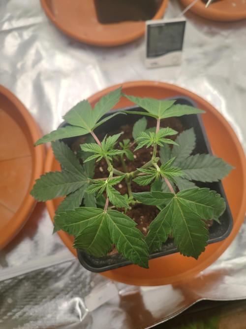 14/14 CRITICAL FEM "GB STRAINS". Week 6