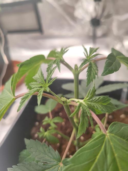 14/14 CRITICAL FEM "GB STRAINS". Week 6