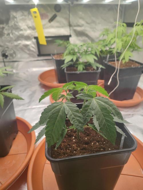 14/14 CRITICAL FEM "GB STRAINS". Week 6