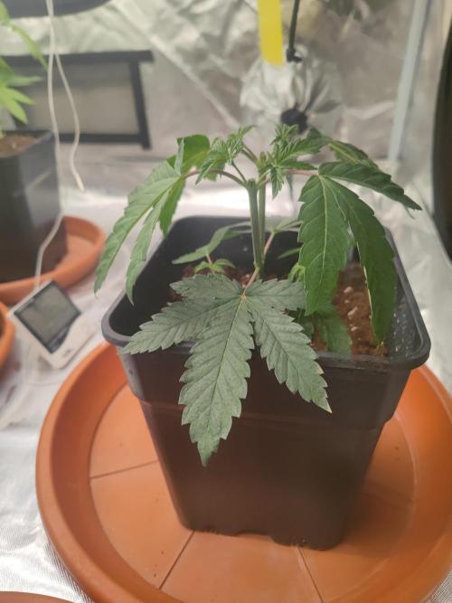 14/14 CRITICAL FEM "GB STRAINS". Week 6