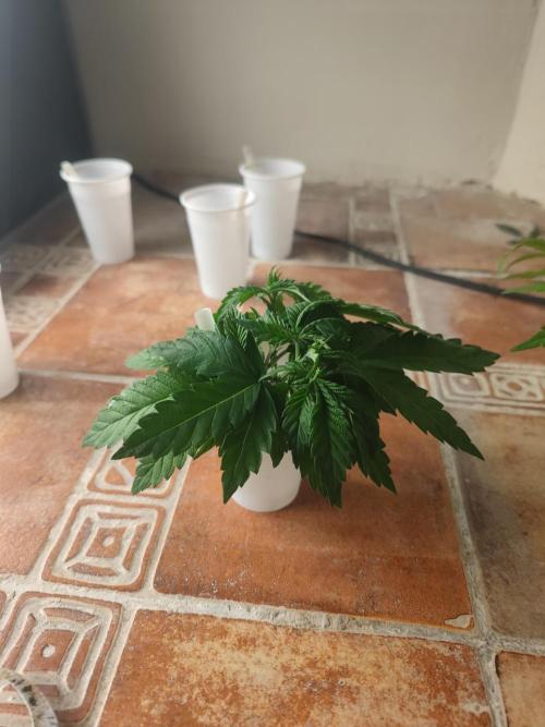 14/14 CRITICAL FEM "GB STRAINS". Week 6