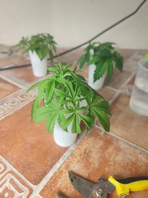 14/14 Oreoz FEM "GB SEEDS". Week 6