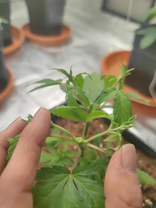 14/14 Oreoz FEM "GB SEEDS". Week 6