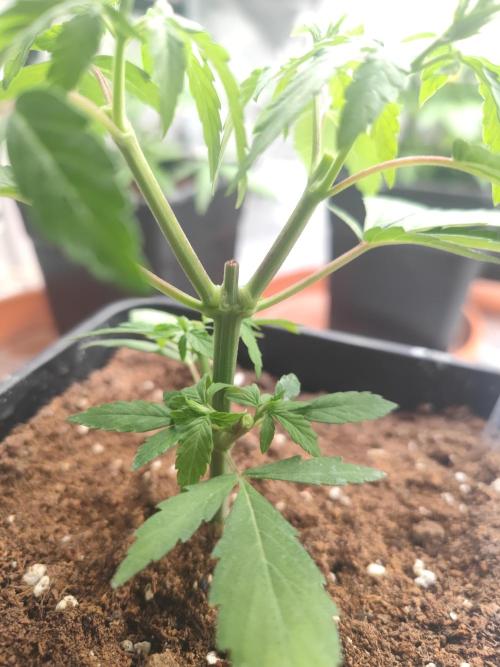 14/14 Oreoz FEM "GB SEEDS". Week 6
