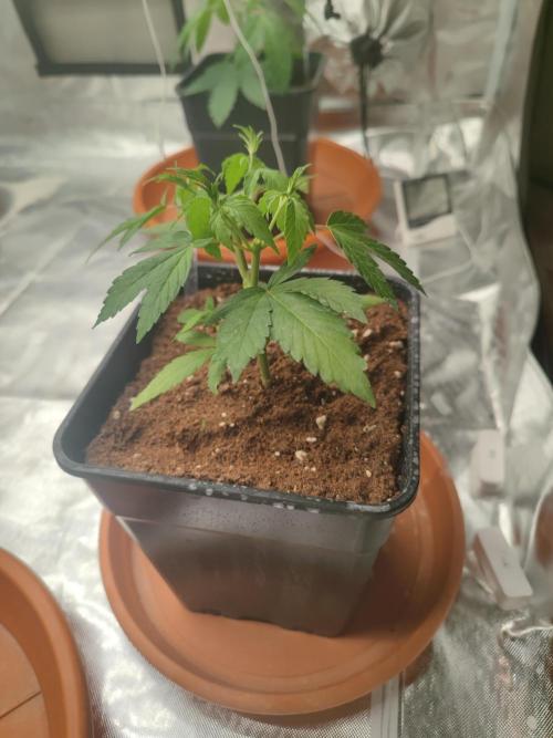 14/14 Oreoz FEM "GB SEEDS". Week 6