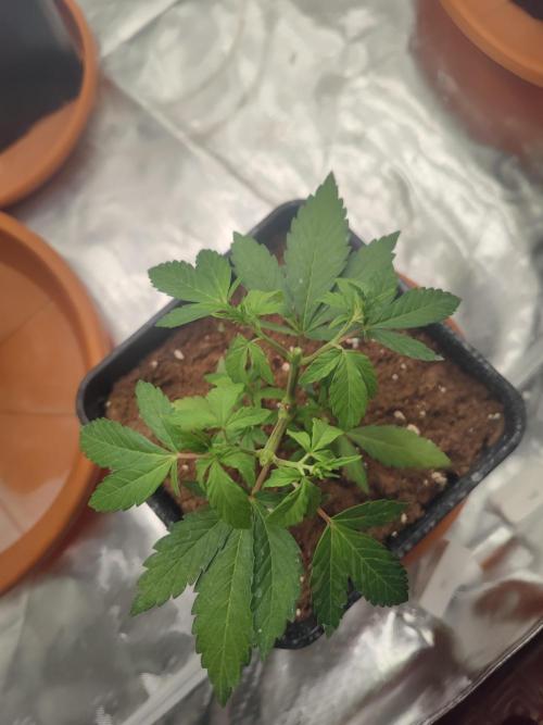 14/14 Oreoz FEM "GB SEEDS". Week 6