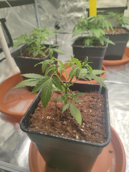 14/14 Oreoz FEM "GB SEEDS". Week 6