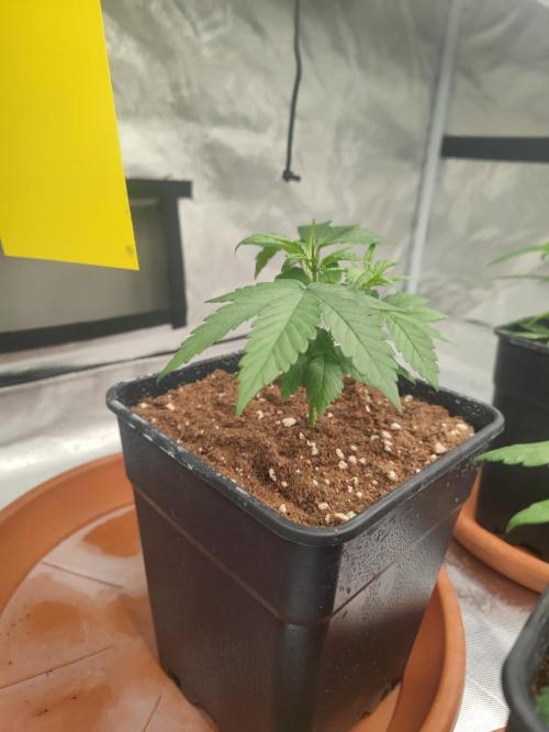 ♂️ Hash Plant REG Sensi Seeds Macho. Week 6