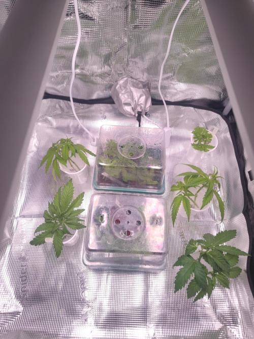 ♂️ Hash Plant REG Sensi Seeds Macho. Week 6