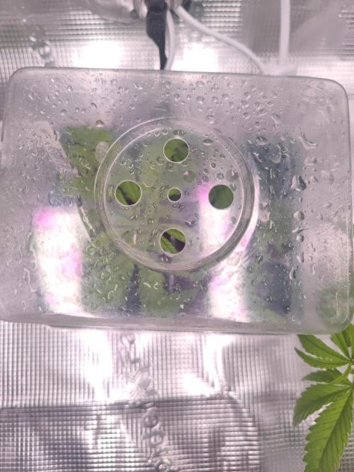 ♂️ Hash Plant REG Sensi Seeds Macho. Week 6