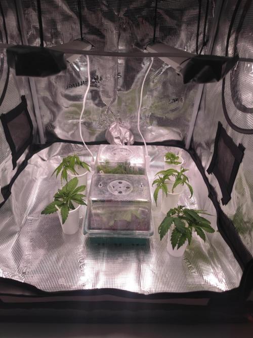 ♂️ Hash Plant REG Sensi Seeds Macho. Week 6