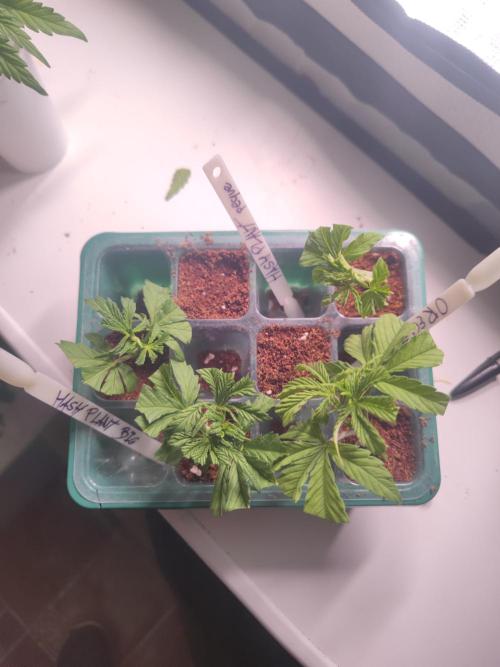 ♂️ Hash Plant REG Sensi Seeds Macho. Week 6