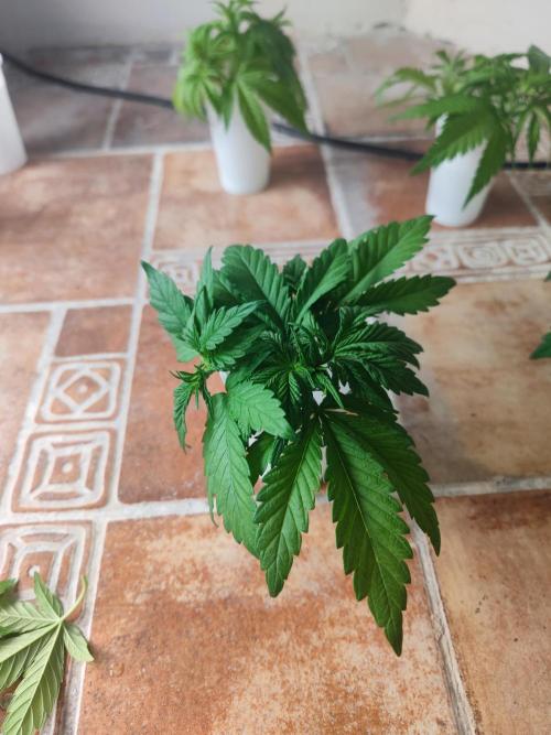 ♂️ Hash Plant REG Sensi Seeds Macho. Week 6