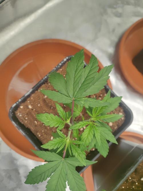 ♂️ Hash Plant REG Sensi Seeds Macho. Week 6