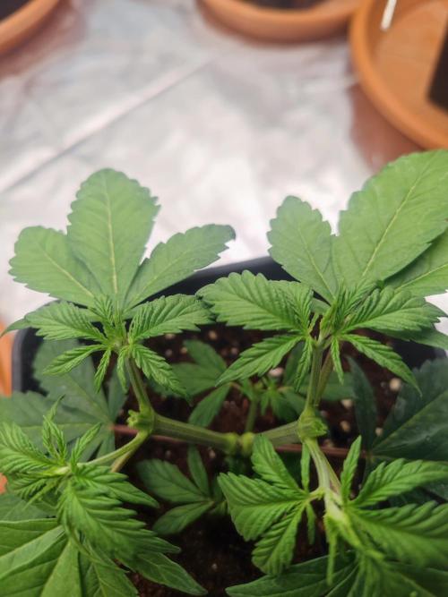 ♂️ Hash Plant REG Sensi Seeds Macho. Week 6