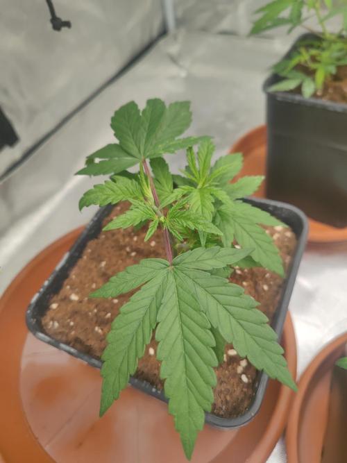 ♂️ Hash Plant REG Sensi Seeds Macho. Week 6
