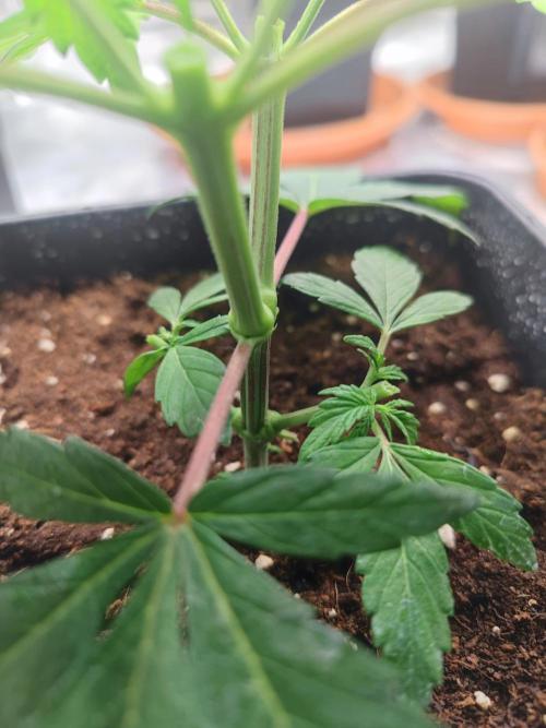 ♂️ Hash Plant REG Sensi Seeds Macho. Week 6