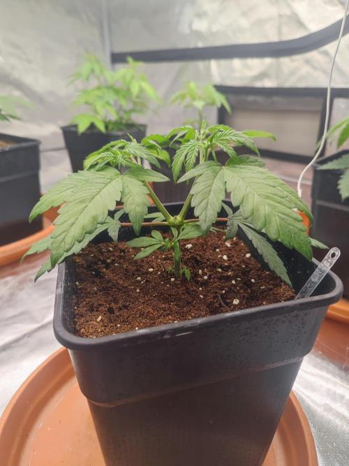 ♂️ Hash Plant REG Sensi Seeds Macho. Week 6