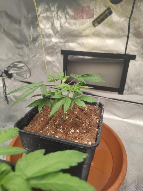 ♂️ Hash Plant REG Sensi Seeds Macho. Week 6
