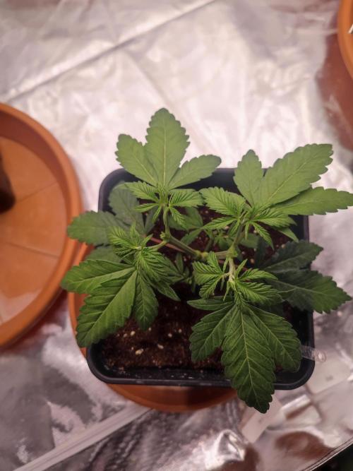 ♂️ Hash Plant REG Sensi Seeds Macho. Week 6