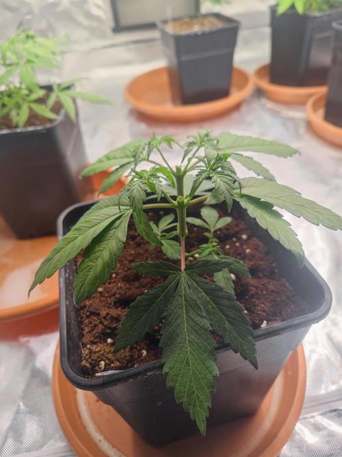 ♂️ Hash Plant REG Sensi Seeds Macho. Week 6