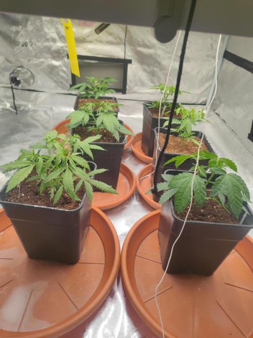 14/14 Pakistan Valley E. V. FEM "WoS". Week 6