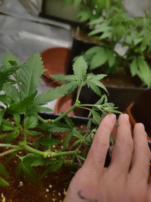 14/14 Kritical GB FEM "GB STRAINS". Week 7