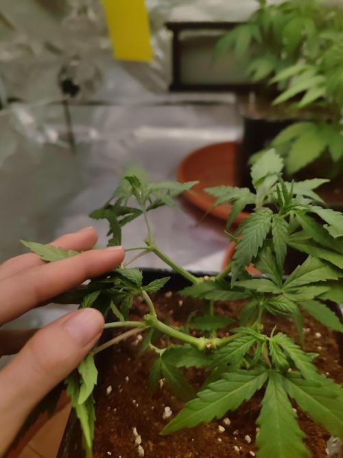 14/14 Kritical GB FEM "GB STRAINS". Week 7