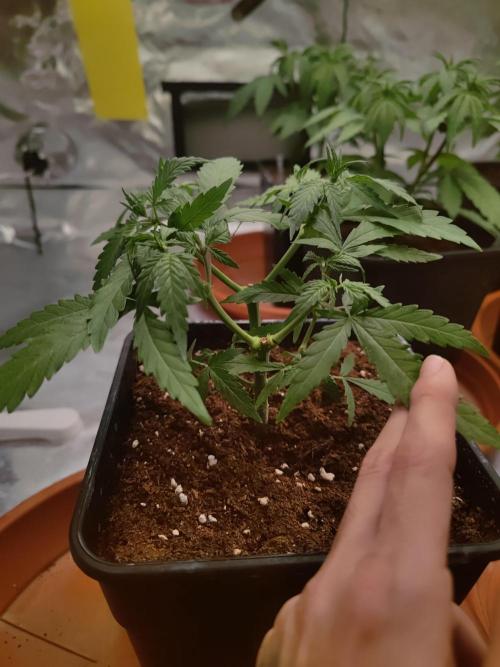 14/14 Kritical GB FEM "GB STRAINS". Week 7